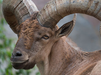 Close-up of horse