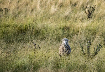 Cheetah on field