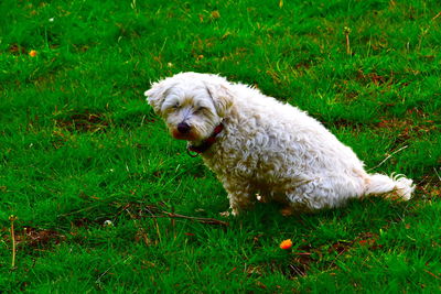 View of dog running on grass