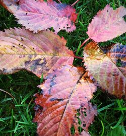 Close-up of leaves in water