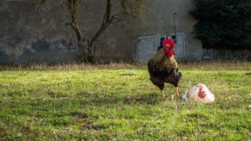 Rooster on field