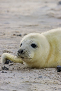 Close-up of seal