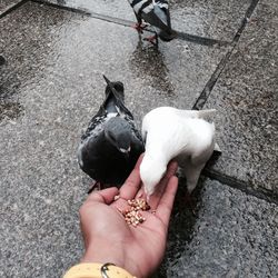 High angle view of hand holding bird on street