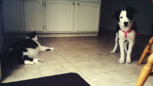 Dog resting on tiled floor