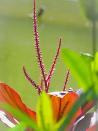 Close-up of red flowering plant