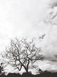 Low angle view of tree against sky