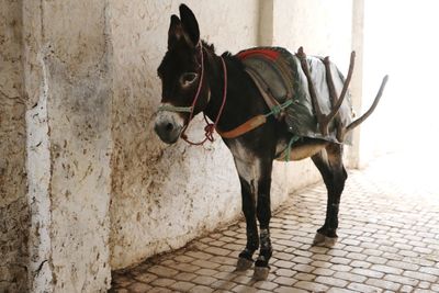 Portrait of horse standing on footpath