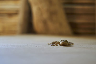 Small gecko lizard with big eyes walking down a vertical wall, ducking down flat, south america