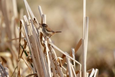 Close-up of bird perching on plant