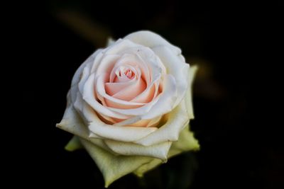 Close-up of rose blooming against black background
