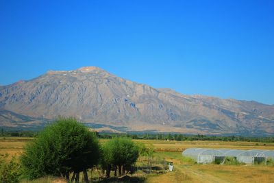 Scenic view of field against clear blue sky