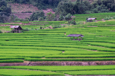 Scenic view of agricultural field