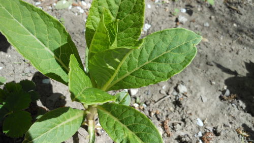 Close-up of green leaf