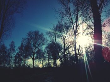 Sun shining through trees