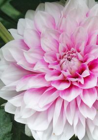 Close-up of pink dahlia