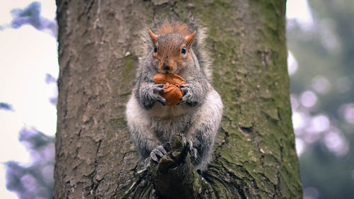 Close-up of squirrel on tree trunk