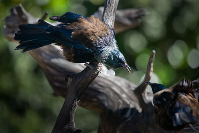 Close-up of bird perching on branch