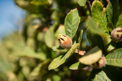 Close-up of insect on plant