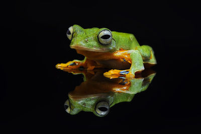Close-up of frog against black background