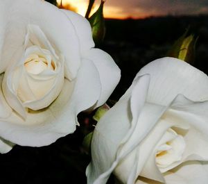 Close-up of white rose