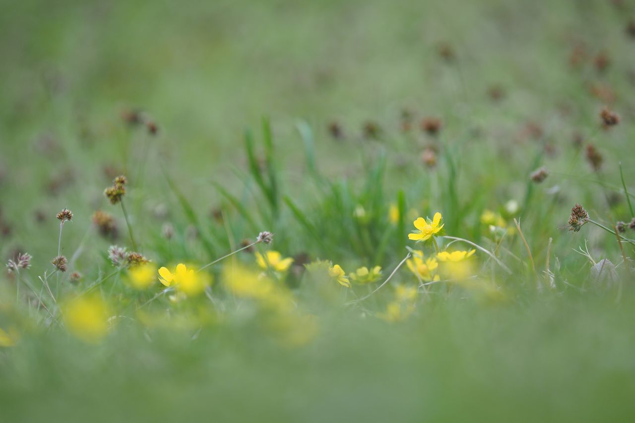 growth, nature, grass, plant, animal themes, no people, insect, beauty in nature, animals in the wild, green color, outdoors, day, flower, close-up, freshness