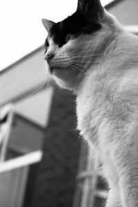 Cat looking away
