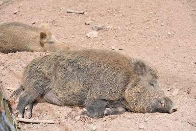 Dirty boar lies sleeping on the ground