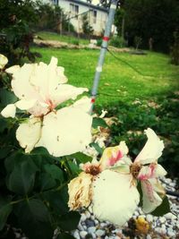 Close-up of white flowers blooming in park