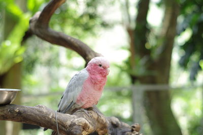 Bird perching on branch