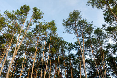 Low angle view of bamboo trees in forest