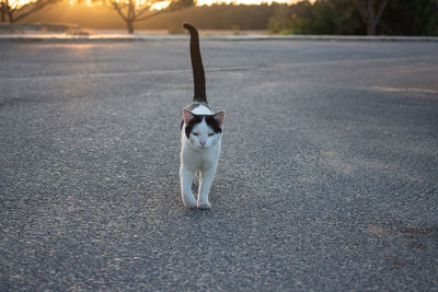 Dog standing on road