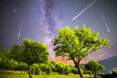 Low angle view of tree against sky at night