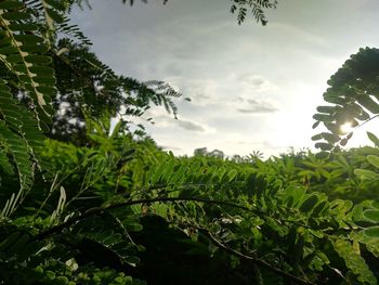 Low angle view of fresh green leaves against sky