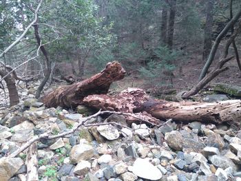 Trees in forest