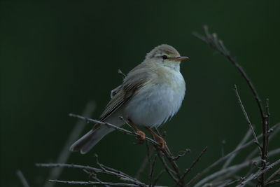 Close-up of bird perching on twig