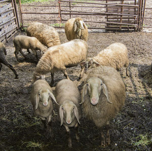 High angle view of sheep in field