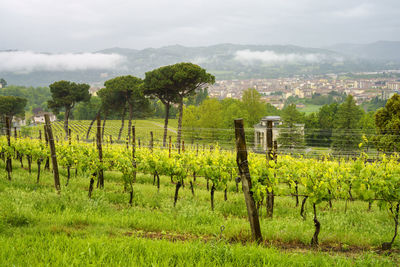 Scenic view of vineyard against sky