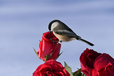 Low angle view of bird perching on plant