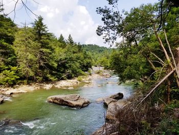 Scenic view of river in forest against sky