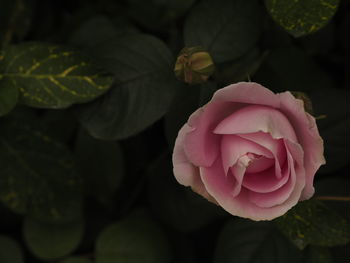 Close-up of pink rose blooming outdoors