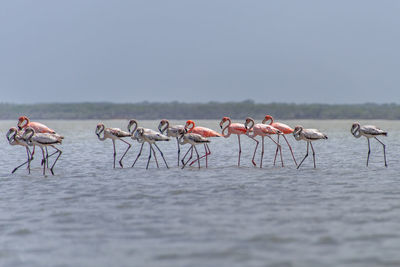 Flamingoes in sea against sky