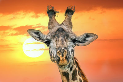 Close-up of giraffe against sky during sunset