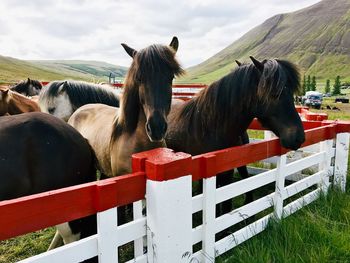 Horses on field against sky