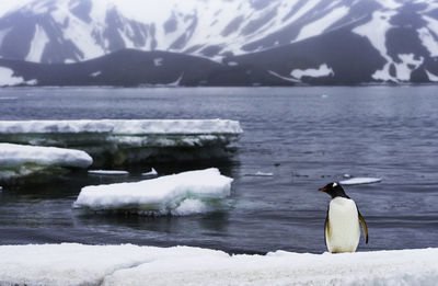 Penguins in lake