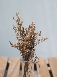 Close-up of dry plant against sky