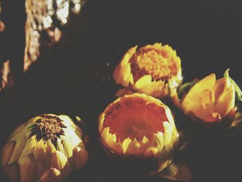 Close-up of fruits on black background