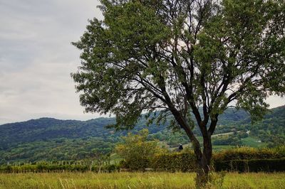 Tree on field against sky