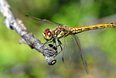 Beautiful dragonfly sitting on a tree branch