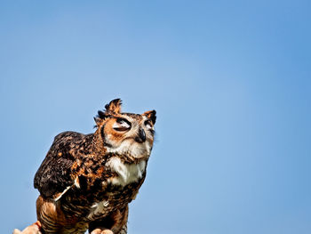 Low angle view of owl against clear sky