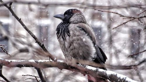 Low angle view of bird perching on branch